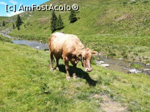 [P24] O văcuță vărgată » foto by Mika
 - 
<span class="allrVoted glyphicon glyphicon-heart hidden" id="av1086361"></span>
<a class="m-l-10 hidden" id="sv1086361" onclick="voting_Foto_DelVot(,1086361,4076)" role="button">șterge vot <span class="glyphicon glyphicon-remove"></span></a>
<a id="v91086361" class=" c-red"  onclick="voting_Foto_SetVot(1086361)" role="button"><span class="glyphicon glyphicon-heart-empty"></span> <b>LIKE</b> = Votează poza</a> <img class="hidden"  id="f1086361W9" src="/imagini/loader.gif" border="0" /><span class="AjErrMes hidden" id="e1086361ErM"></span>