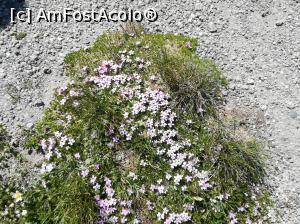 [P42] La coborîrea de pe vârf, un buchet de flori de Lăptișor » foto by Mika
 - 
<span class="allrVoted glyphicon glyphicon-heart hidden" id="av1086387"></span>
<a class="m-l-10 hidden" id="sv1086387" onclick="voting_Foto_DelVot(,1086387,4076)" role="button">șterge vot <span class="glyphicon glyphicon-remove"></span></a>
<a id="v91086387" class=" c-red"  onclick="voting_Foto_SetVot(1086387)" role="button"><span class="glyphicon glyphicon-heart-empty"></span> <b>LIKE</b> = Votează poza</a> <img class="hidden"  id="f1086387W9" src="/imagini/loader.gif" border="0" /><span class="AjErrMes hidden" id="e1086387ErM"></span>