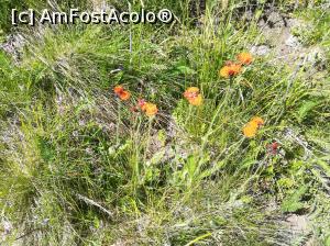 [P44] Alte floricele de munte » foto by Mika
 - 
<span class="allrVoted glyphicon glyphicon-heart hidden" id="av1086389"></span>
<a class="m-l-10 hidden" id="sv1086389" onclick="voting_Foto_DelVot(,1086389,4076)" role="button">șterge vot <span class="glyphicon glyphicon-remove"></span></a>
<a id="v91086389" class=" c-red"  onclick="voting_Foto_SetVot(1086389)" role="button"><span class="glyphicon glyphicon-heart-empty"></span> <b>LIKE</b> = Votează poza</a> <img class="hidden"  id="f1086389W9" src="/imagini/loader.gif" border="0" /><span class="AjErrMes hidden" id="e1086389ErM"></span>