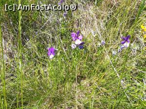 [P45] Panseluțe de câmp sau, așa cum mai sunt cunoscute, Trei frați pătați » foto by Mika
 - 
<span class="allrVoted glyphicon glyphicon-heart hidden" id="av1086390"></span>
<a class="m-l-10 hidden" id="sv1086390" onclick="voting_Foto_DelVot(,1086390,4076)" role="button">șterge vot <span class="glyphicon glyphicon-remove"></span></a>
<a id="v91086390" class=" c-red"  onclick="voting_Foto_SetVot(1086390)" role="button"><span class="glyphicon glyphicon-heart-empty"></span> <b>LIKE</b> = Votează poza</a> <img class="hidden"  id="f1086390W9" src="/imagini/loader.gif" border="0" /><span class="AjErrMes hidden" id="e1086390ErM"></span>