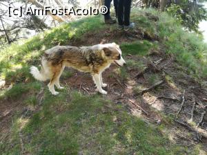 [P08] Cățelul ne insoțește cuminte » foto by Mika
 - 
<span class="allrVoted glyphicon glyphicon-heart hidden" id="av1086343"></span>
<a class="m-l-10 hidden" id="sv1086343" onclick="voting_Foto_DelVot(,1086343,4076)" role="button">șterge vot <span class="glyphicon glyphicon-remove"></span></a>
<a id="v91086343" class=" c-red"  onclick="voting_Foto_SetVot(1086343)" role="button"><span class="glyphicon glyphicon-heart-empty"></span> <b>LIKE</b> = Votează poza</a> <img class="hidden"  id="f1086343W9" src="/imagini/loader.gif" border="0" /><span class="AjErrMes hidden" id="e1086343ErM"></span>