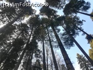 [P01] Pădurea din apropiere de Peștera lui Bogdan » foto by Mika
 - 
<span class="allrVoted glyphicon glyphicon-heart hidden" id="av1132209"></span>
<a class="m-l-10 hidden" id="sv1132209" onclick="voting_Foto_DelVot(,1132209,4076)" role="button">șterge vot <span class="glyphicon glyphicon-remove"></span></a>
<a id="v91132209" class=" c-red"  onclick="voting_Foto_SetVot(1132209)" role="button"><span class="glyphicon glyphicon-heart-empty"></span> <b>LIKE</b> = Votează poza</a> <img class="hidden"  id="f1132209W9" src="/imagini/loader.gif" border="0" /><span class="AjErrMes hidden" id="e1132209ErM"></span>