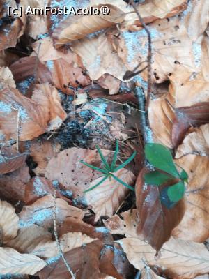 [P07] Un brăduț de un an.  » foto by Mika
 - 
<span class="allrVoted glyphicon glyphicon-heart hidden" id="av1132215"></span>
<a class="m-l-10 hidden" id="sv1132215" onclick="voting_Foto_DelVot(,1132215,4076)" role="button">șterge vot <span class="glyphicon glyphicon-remove"></span></a>
<a id="v91132215" class=" c-red"  onclick="voting_Foto_SetVot(1132215)" role="button"><span class="glyphicon glyphicon-heart-empty"></span> <b>LIKE</b> = Votează poza</a> <img class="hidden"  id="f1132215W9" src="/imagini/loader.gif" border="0" /><span class="AjErrMes hidden" id="e1132215ErM"></span>