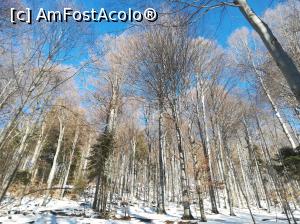 [P04] Prin pădure spre Șaua Grecului » foto by Mika
 - 
<span class="allrVoted glyphicon glyphicon-heart hidden" id="av1151872"></span>
<a class="m-l-10 hidden" id="sv1151872" onclick="voting_Foto_DelVot(,1151872,4076)" role="button">șterge vot <span class="glyphicon glyphicon-remove"></span></a>
<a id="v91151872" class=" c-red"  onclick="voting_Foto_SetVot(1151872)" role="button"><span class="glyphicon glyphicon-heart-empty"></span> <b>LIKE</b> = Votează poza</a> <img class="hidden"  id="f1151872W9" src="/imagini/loader.gif" border="0" /><span class="AjErrMes hidden" id="e1151872ErM"></span>