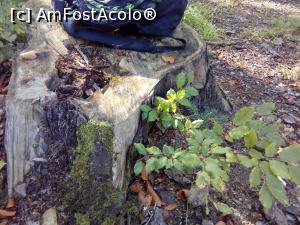 [P11] Pe forestier, spre Diham - punct roșu » foto by danaeldreny*
 - 
<span class="allrVoted glyphicon glyphicon-heart hidden" id="av921875"></span>
<a class="m-l-10 hidden" id="sv921875" onclick="voting_Foto_DelVot(,921875,4076)" role="button">șterge vot <span class="glyphicon glyphicon-remove"></span></a>
<a id="v9921875" class=" c-red"  onclick="voting_Foto_SetVot(921875)" role="button"><span class="glyphicon glyphicon-heart-empty"></span> <b>LIKE</b> = Votează poza</a> <img class="hidden"  id="f921875W9" src="/imagini/loader.gif" border="0" /><span class="AjErrMes hidden" id="e921875ErM"></span>