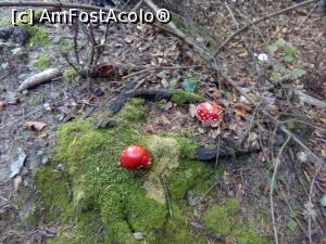[P23] Pe forestier, spre Diham - înainte de Steaua Munților » foto by danaeldreny*
 - 
<span class="allrVoted glyphicon glyphicon-heart hidden" id="av921887"></span>
<a class="m-l-10 hidden" id="sv921887" onclick="voting_Foto_DelVot(,921887,4076)" role="button">șterge vot <span class="glyphicon glyphicon-remove"></span></a>
<a id="v9921887" class=" c-red"  onclick="voting_Foto_SetVot(921887)" role="button"><span class="glyphicon glyphicon-heart-empty"></span> <b>LIKE</b> = Votează poza</a> <img class="hidden"  id="f921887W9" src="/imagini/loader.gif" border="0" /><span class="AjErrMes hidden" id="e921887ErM"></span>
