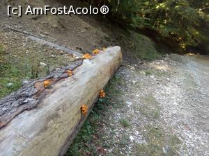 [P25] Pe forestier, spre Diham - înainte de Steaua Munților » foto by danaeldreny*
 - 
<span class="allrVoted glyphicon glyphicon-heart hidden" id="av921889"></span>
<a class="m-l-10 hidden" id="sv921889" onclick="voting_Foto_DelVot(,921889,4076)" role="button">șterge vot <span class="glyphicon glyphicon-remove"></span></a>
<a id="v9921889" class=" c-red"  onclick="voting_Foto_SetVot(921889)" role="button"><span class="glyphicon glyphicon-heart-empty"></span> <b>LIKE</b> = Votează poza</a> <img class="hidden"  id="f921889W9" src="/imagini/loader.gif" border="0" /><span class="AjErrMes hidden" id="e921889ErM"></span>