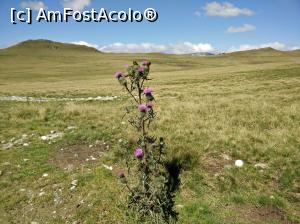 [P20] Flori de munte » foto by Alexa_77
 - 
<span class="allrVoted glyphicon glyphicon-heart hidden" id="av795828"></span>
<a class="m-l-10 hidden" id="sv795828" onclick="voting_Foto_DelVot(,795828,4076)" role="button">șterge vot <span class="glyphicon glyphicon-remove"></span></a>
<a id="v9795828" class=" c-red"  onclick="voting_Foto_SetVot(795828)" role="button"><span class="glyphicon glyphicon-heart-empty"></span> <b>LIKE</b> = Votează poza</a> <img class="hidden"  id="f795828W9" src="/imagini/loader.gif" border="0" /><span class="AjErrMes hidden" id="e795828ErM"></span>