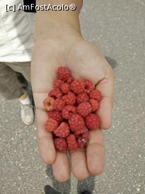 [P57] Le-am cules pentru voi! Sunt foarte gustoase!  » foto by Alexa_77
 - 
<span class="allrVoted glyphicon glyphicon-heart hidden" id="av795865"></span>
<a class="m-l-10 hidden" id="sv795865" onclick="voting_Foto_DelVot(,795865,4076)" role="button">șterge vot <span class="glyphicon glyphicon-remove"></span></a>
<a id="v9795865" class=" c-red"  onclick="voting_Foto_SetVot(795865)" role="button"><span class="glyphicon glyphicon-heart-empty"></span> <b>LIKE</b> = Votează poza</a> <img class="hidden"  id="f795865W9" src="/imagini/loader.gif" border="0" /><span class="AjErrMes hidden" id="e795865ErM"></span>