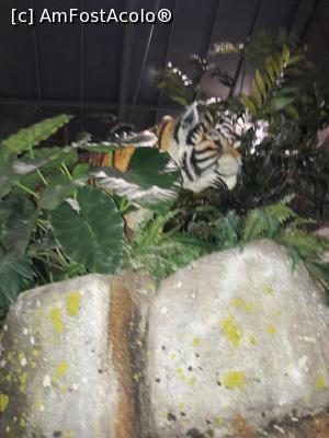 [P01] Prin jungla.  » foto by Carmenel
 - 
<span class="allrVoted glyphicon glyphicon-heart hidden" id="av950929"></span>
<a class="m-l-10 hidden" id="sv950929" onclick="voting_Foto_DelVot(,950929,4082)" role="button">șterge vot <span class="glyphicon glyphicon-remove"></span></a>
<a id="v9950929" class=" c-red"  onclick="voting_Foto_SetVot(950929)" role="button"><span class="glyphicon glyphicon-heart-empty"></span> <b>LIKE</b> = Votează poza</a> <img class="hidden"  id="f950929W9" src="/imagini/loader.gif" border="0" /><span class="AjErrMes hidden" id="e950929ErM"></span>