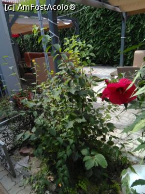 [P22] Flori și verdeață » foto by Zoazore
 - 
<span class="allrVoted glyphicon glyphicon-heart hidden" id="av997151"></span>
<a class="m-l-10 hidden" id="sv997151" onclick="voting_Foto_DelVot(,997151,4083)" role="button">șterge vot <span class="glyphicon glyphicon-remove"></span></a>
<a id="v9997151" class=" c-red"  onclick="voting_Foto_SetVot(997151)" role="button"><span class="glyphicon glyphicon-heart-empty"></span> <b>LIKE</b> = Votează poza</a> <img class="hidden"  id="f997151W9" src="/imagini/loader.gif" border="0" /><span class="AjErrMes hidden" id="e997151ErM"></span>