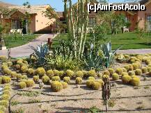 [P18] Cactusi sferici in unul de rondurile Resortului. » foto by costin1968
 - 
<span class="allrVoted glyphicon glyphicon-heart hidden" id="av151671"></span>
<a class="m-l-10 hidden" id="sv151671" onclick="voting_Foto_DelVot(,151671,4113)" role="button">șterge vot <span class="glyphicon glyphicon-remove"></span></a>
<a id="v9151671" class=" c-red"  onclick="voting_Foto_SetVot(151671)" role="button"><span class="glyphicon glyphicon-heart-empty"></span> <b>LIKE</b> = Votează poza</a> <img class="hidden"  id="f151671W9" src="/imagini/loader.gif" border="0" /><span class="AjErrMes hidden" id="e151671ErM"></span>