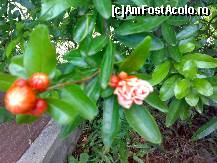 [P18] ARBUSTII CU FLORI DE RODII DUPA PLOAIE DIN PARCAREA HOTELULUI » foto by kmy
 - 
<span class="allrVoted glyphicon glyphicon-heart hidden" id="av43978"></span>
<a class="m-l-10 hidden" id="sv43978" onclick="voting_Foto_DelVot(,43978,4144)" role="button">șterge vot <span class="glyphicon glyphicon-remove"></span></a>
<a id="v943978" class=" c-red"  onclick="voting_Foto_SetVot(43978)" role="button"><span class="glyphicon glyphicon-heart-empty"></span> <b>LIKE</b> = Votează poza</a> <img class="hidden"  id="f43978W9" src="/imagini/loader.gif" border="0" /><span class="AjErrMes hidden" id="e43978ErM"></span>