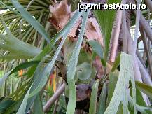 [P8x] plante carnivoare » foto by Andc
 - 
<span class="allrVoted glyphicon glyphicon-heart hidden" id="av33413"></span>
<a class="m-l-10 hidden" id="sv33413" onclick="voting_Foto_DelVot(,33413,4148)" role="button">șterge vot <span class="glyphicon glyphicon-remove"></span></a>
<a id="v933413" class=" c-red"  onclick="voting_Foto_SetVot(33413)" role="button"><span class="glyphicon glyphicon-heart-empty"></span> <b>LIKE</b> = Votează poza</a> <img class="hidden"  id="f33413W9" src="/imagini/loader.gif" border="0" /><span class="AjErrMes hidden" id="e33413ErM"></span>