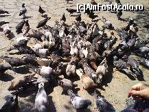 [P29] ...si porumbeii din pietele din Salonic, in special din P-ta Aristotelous » foto by ileanaxperta*
 - 
<span class="allrVoted glyphicon glyphicon-heart hidden" id="av64321"></span>
<a class="m-l-10 hidden" id="sv64321" onclick="voting_Foto_DelVot(,64321,4165)" role="button">șterge vot <span class="glyphicon glyphicon-remove"></span></a>
<a id="v964321" class=" c-red"  onclick="voting_Foto_SetVot(64321)" role="button"><span class="glyphicon glyphicon-heart-empty"></span> <b>LIKE</b> = Votează poza</a> <img class="hidden"  id="f64321W9" src="/imagini/loader.gif" border="0" /><span class="AjErrMes hidden" id="e64321ErM"></span>