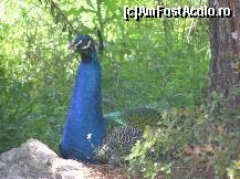 [P19] Gradina zoologica din Salonic » foto by pepsi70ro
 - 
<span class="allrVoted glyphicon glyphicon-heart hidden" id="av25112"></span>
<a class="m-l-10 hidden" id="sv25112" onclick="voting_Foto_DelVot(,25112,4165)" role="button">șterge vot <span class="glyphicon glyphicon-remove"></span></a>
<a id="v925112" class=" c-red"  onclick="voting_Foto_SetVot(25112)" role="button"><span class="glyphicon glyphicon-heart-empty"></span> <b>LIKE</b> = Votează poza</a> <img class="hidden"  id="f25112W9" src="/imagini/loader.gif" border="0" /><span class="AjErrMes hidden" id="e25112ErM"></span>