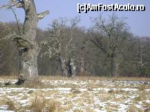 [P03] Rezervatia de stejari multiseculari de la Breite, Sighisoara - un batran stejar » foto by biancuta
 - 
<span class="allrVoted glyphicon glyphicon-heart hidden" id="av187966"></span>
<a class="m-l-10 hidden" id="sv187966" onclick="voting_Foto_DelVot(,187966,4175)" role="button">șterge vot <span class="glyphicon glyphicon-remove"></span></a>
<a id="v9187966" class=" c-red"  onclick="voting_Foto_SetVot(187966)" role="button"><span class="glyphicon glyphicon-heart-empty"></span> <b>LIKE</b> = Votează poza</a> <img class="hidden"  id="f187966W9" src="/imagini/loader.gif" border="0" /><span class="AjErrMes hidden" id="e187966ErM"></span>