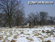 [P05] Rezervatia de stejari multiseculari de la Breite, Sighisoara - un arbore cazut » foto by biancuta
 - 
<span class="allrVoted glyphicon glyphicon-heart hidden" id="av187969"></span>
<a class="m-l-10 hidden" id="sv187969" onclick="voting_Foto_DelVot(,187969,4175)" role="button">șterge vot <span class="glyphicon glyphicon-remove"></span></a>
<a id="v9187969" class=" c-red"  onclick="voting_Foto_SetVot(187969)" role="button"><span class="glyphicon glyphicon-heart-empty"></span> <b>LIKE</b> = Votează poza</a> <img class="hidden"  id="f187969W9" src="/imagini/loader.gif" border="0" /><span class="AjErrMes hidden" id="e187969ErM"></span>