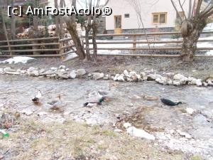 [P03] Rate domestice si salbatice pe paraul Dambovicioara » foto by Daisy Petal
 - 
<span class="allrVoted glyphicon glyphicon-heart hidden" id="av1059114"></span>
<a class="m-l-10 hidden" id="sv1059114" onclick="voting_Foto_DelVot(,1059114,4190)" role="button">șterge vot <span class="glyphicon glyphicon-remove"></span></a>
<a id="v91059114" class=" c-red"  onclick="voting_Foto_SetVot(1059114)" role="button"><span class="glyphicon glyphicon-heart-empty"></span> <b>LIKE</b> = Votează poza</a> <img class="hidden"  id="f1059114W9" src="/imagini/loader.gif" border="0" /><span class="AjErrMes hidden" id="e1059114ErM"></span>