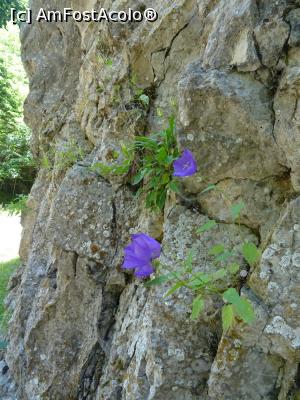 P08 [JUL-2022] Plante care au învins piatra.