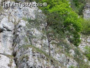 [P08] Natura învinge orice piedică. » foto by tata123 🔱
 - 
<span class="allrVoted glyphicon glyphicon-heart hidden" id="av1169701"></span>
<a class="m-l-10 hidden" id="sv1169701" onclick="voting_Foto_DelVot(,1169701,4190)" role="button">șterge vot <span class="glyphicon glyphicon-remove"></span></a>
<a id="v91169701" class=" c-red"  onclick="voting_Foto_SetVot(1169701)" role="button"><span class="glyphicon glyphicon-heart-empty"></span> <b>LIKE</b> = Votează poza</a> <img class="hidden"  id="f1169701W9" src="/imagini/loader.gif" border="0" /><span class="AjErrMes hidden" id="e1169701ErM"></span>