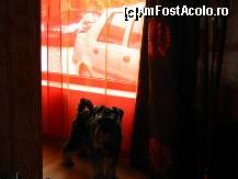 [P17] nu se putea ca cineva sa treaca prin fatza geamurilor fara ca el sa detecteze si sa dea alarma » foto by cristi_an3000
 - 
<span class="allrVoted glyphicon glyphicon-heart hidden" id="av131254"></span>
<a class="m-l-10 hidden" id="sv131254" onclick="voting_Foto_DelVot(,131254,4210)" role="button">șterge vot <span class="glyphicon glyphicon-remove"></span></a>
<a id="v9131254" class=" c-red"  onclick="voting_Foto_SetVot(131254)" role="button"><span class="glyphicon glyphicon-heart-empty"></span> <b>LIKE</b> = Votează poza</a> <img class="hidden"  id="f131254W9" src="/imagini/loader.gif" border="0" /><span class="AjErrMes hidden" id="e131254ErM"></span>