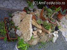 [P22] Aranjament ingenios de cactusi in gradina » foto by krondia*
 - 
<span class="allrVoted glyphicon glyphicon-heart hidden" id="av92345"></span>
<a class="m-l-10 hidden" id="sv92345" onclick="voting_Foto_DelVot(,92345,4210)" role="button">șterge vot <span class="glyphicon glyphicon-remove"></span></a>
<a id="v992345" class=" c-red"  onclick="voting_Foto_SetVot(92345)" role="button"><span class="glyphicon glyphicon-heart-empty"></span> <b>LIKE</b> = Votează poza</a> <img class="hidden"  id="f92345W9" src="/imagini/loader.gif" border="0" /><span class="AjErrMes hidden" id="e92345ErM"></span>