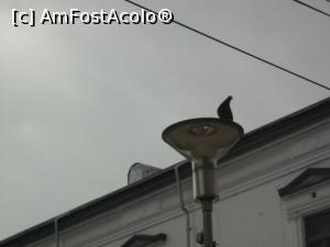 [P44] Piteștiul are și porumbei!  » foto by Zoazore
 - 
<span class="allrVoted glyphicon glyphicon-heart hidden" id="av1086671"></span>
<a class="m-l-10 hidden" id="sv1086671" onclick="voting_Foto_DelVot(,1086671,4219)" role="button">șterge vot <span class="glyphicon glyphicon-remove"></span></a>
<a id="v91086671" class=" c-red"  onclick="voting_Foto_SetVot(1086671)" role="button"><span class="glyphicon glyphicon-heart-empty"></span> <b>LIKE</b> = Votează poza</a> <img class="hidden"  id="f1086671W9" src="/imagini/loader.gif" border="0" /><span class="AjErrMes hidden" id="e1086671ErM"></span>