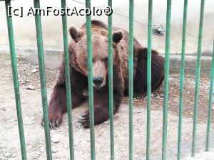 [P04] Zoo Pitesti » foto by ⭐ValentinB_88⭐
 - 
<span class="allrVoted glyphicon glyphicon-heart hidden" id="av1217302"></span>
<a class="m-l-10 hidden" id="sv1217302" onclick="voting_Foto_DelVot(,1217302,4219)" role="button">șterge vot <span class="glyphicon glyphicon-remove"></span></a>
<a id="v91217302" class=" c-red"  onclick="voting_Foto_SetVot(1217302)" role="button"><span class="glyphicon glyphicon-heart-empty"></span> <b>LIKE</b> = Votează poza</a> <img class="hidden"  id="f1217302W9" src="/imagini/loader.gif" border="0" /><span class="AjErrMes hidden" id="e1217302ErM"></span>