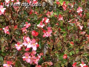 [P16] Grădina botanică din Funchal » foto by nicole33
 - 
<span class="allrVoted glyphicon glyphicon-heart hidden" id="av1497729"></span>
<a class="m-l-10 hidden" id="sv1497729" onclick="voting_Foto_DelVot(,1497729,4289)" role="button">șterge vot <span class="glyphicon glyphicon-remove"></span></a>
<a id="v91497729" class=" c-red"  onclick="voting_Foto_SetVot(1497729)" role="button"><span class="glyphicon glyphicon-heart-empty"></span> <b>LIKE</b> = Votează poza</a> <img class="hidden"  id="f1497729W9" src="/imagini/loader.gif" border="0" /><span class="AjErrMes hidden" id="e1497729ErM"></span>