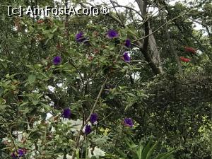 [P39] Grădina botanică din Funchal » foto by nicole33
 - 
<span class="allrVoted glyphicon glyphicon-heart hidden" id="av1497752"></span>
<a class="m-l-10 hidden" id="sv1497752" onclick="voting_Foto_DelVot(,1497752,4289)" role="button">șterge vot <span class="glyphicon glyphicon-remove"></span></a>
<a id="v91497752" class=" c-red"  onclick="voting_Foto_SetVot(1497752)" role="button"><span class="glyphicon glyphicon-heart-empty"></span> <b>LIKE</b> = Votează poza</a> <img class="hidden"  id="f1497752W9" src="/imagini/loader.gif" border="0" /><span class="AjErrMes hidden" id="e1497752ErM"></span>