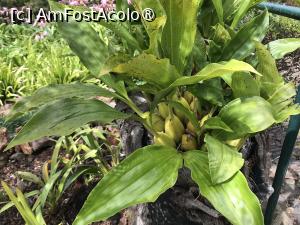 [P09] Grădina botanică din Funchal - bananier » foto by nicole33
 - 
<span class="allrVoted glyphicon glyphicon-heart hidden" id="av1497722"></span>
<a class="m-l-10 hidden" id="sv1497722" onclick="voting_Foto_DelVot(,1497722,4289)" role="button">șterge vot <span class="glyphicon glyphicon-remove"></span></a>
<a id="v91497722" class=" c-red"  onclick="voting_Foto_SetVot(1497722)" role="button"><span class="glyphicon glyphicon-heart-empty"></span> <b>LIKE</b> = Votează poza</a> <img class="hidden"  id="f1497722W9" src="/imagini/loader.gif" border="0" /><span class="AjErrMes hidden" id="e1497722ErM"></span>