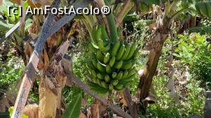 [P07] vrej de banane » foto by Clementina
 - 
<span class="allrVoted glyphicon glyphicon-heart hidden" id="av1388367"></span>
<a class="m-l-10 hidden" id="sv1388367" onclick="voting_Foto_DelVot(,1388367,4289)" role="button">șterge vot <span class="glyphicon glyphicon-remove"></span></a>
<a id="v91388367" class=" c-red"  onclick="voting_Foto_SetVot(1388367)" role="button"><span class="glyphicon glyphicon-heart-empty"></span> <b>LIKE</b> = Votează poza</a> <img class="hidden"  id="f1388367W9" src="/imagini/loader.gif" border="0" /><span class="AjErrMes hidden" id="e1388367ErM"></span>