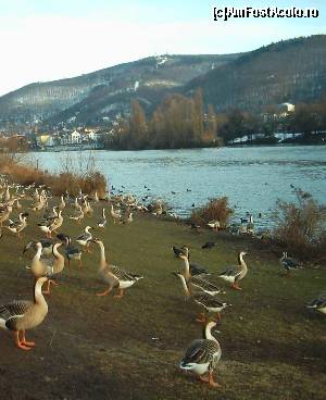 [P01] Iarna la Heidelberg - un stol de gâște siberiene pe Neckarwiese (ianuarie 2004). In depărtare: Königstuhl atât cât poate fi el de 'acoperit' de zăpadă » foto by calator2000
 - 
<span class="allrVoted glyphicon glyphicon-heart hidden" id="av571348"></span>
<a class="m-l-10 hidden" id="sv571348" onclick="voting_Foto_DelVot(,571348,4295)" role="button">șterge vot <span class="glyphicon glyphicon-remove"></span></a>
<a id="v9571348" class=" c-red"  onclick="voting_Foto_SetVot(571348)" role="button"><span class="glyphicon glyphicon-heart-empty"></span> <b>LIKE</b> = Votează poza</a> <img class="hidden"  id="f571348W9" src="/imagini/loader.gif" border="0" /><span class="AjErrMes hidden" id="e571348ErM"></span>