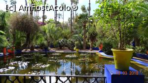 [P03] Nuferi-Gradina Majorelle » foto by mecut
 - 
<span class="allrVoted glyphicon glyphicon-heart hidden" id="av1014823"></span>
<a class="m-l-10 hidden" id="sv1014823" onclick="voting_Foto_DelVot(,1014823,4416)" role="button">șterge vot <span class="glyphicon glyphicon-remove"></span></a>
<a id="v91014823" class=" c-red"  onclick="voting_Foto_SetVot(1014823)" role="button"><span class="glyphicon glyphicon-heart-empty"></span> <b>LIKE</b> = Votează poza</a> <img class="hidden"  id="f1014823W9" src="/imagini/loader.gif" border="0" /><span class="AjErrMes hidden" id="e1014823ErM"></span>