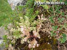 [P17] Frumusetea florilor de munte descoperite pe stanci » foto by dananecula*
 - 
<span class="allrVoted glyphicon glyphicon-heart hidden" id="av41195"></span>
<a class="m-l-10 hidden" id="sv41195" onclick="voting_Foto_DelVot(,41195,4433)" role="button">șterge vot <span class="glyphicon glyphicon-remove"></span></a>
<a id="v941195" class=" c-red"  onclick="voting_Foto_SetVot(41195)" role="button"><span class="glyphicon glyphicon-heart-empty"></span> <b>LIKE</b> = Votează poza</a> <img class="hidden"  id="f41195W9" src="/imagini/loader.gif" border="0" /><span class="AjErrMes hidden" id="e41195ErM"></span>