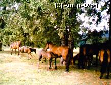 [P26] O herghelie de cai de rasa langa Vlahita » foto by dorgo
 - 
<span class="allrVoted glyphicon glyphicon-heart hidden" id="av107277"></span>
<a class="m-l-10 hidden" id="sv107277" onclick="voting_Foto_DelVot(,107277,4456)" role="button">șterge vot <span class="glyphicon glyphicon-remove"></span></a>
<a id="v9107277" class=" c-red"  onclick="voting_Foto_SetVot(107277)" role="button"><span class="glyphicon glyphicon-heart-empty"></span> <b>LIKE</b> = Votează poza</a> <img class="hidden"  id="f107277W9" src="/imagini/loader.gif" border="0" /><span class="AjErrMes hidden" id="e107277ErM"></span>