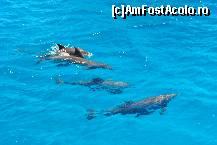 [P11] Un motiv destul de bun pentru a alege excursia '4 insule' » foto by crosbyx*
 - 
<span class="allrVoted glyphicon glyphicon-heart hidden" id="av81604"></span>
<a class="m-l-10 hidden" id="sv81604" onclick="voting_Foto_DelVot(,81604,4459)" role="button">șterge vot <span class="glyphicon glyphicon-remove"></span></a>
<a id="v981604" class=" c-red"  onclick="voting_Foto_SetVot(81604)" role="button"><span class="glyphicon glyphicon-heart-empty"></span> <b>LIKE</b> = Votează poza</a> <img class="hidden"  id="f81604W9" src="/imagini/loader.gif" border="0" /><span class="AjErrMes hidden" id="e81604ErM"></span>