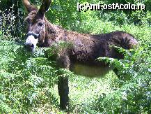 [P07] Magarusul, simbol al insulei, un animal tare pasnic care mi-a ingaduit sa il mangai putin. » foto by krondia*
 - 
<span class="allrVoted glyphicon glyphicon-heart hidden" id="av39647"></span>
<a class="m-l-10 hidden" id="sv39647" onclick="voting_Foto_DelVot(,39647,4460)" role="button">șterge vot <span class="glyphicon glyphicon-remove"></span></a>
<a id="v939647" class=" c-red"  onclick="voting_Foto_SetVot(39647)" role="button"><span class="glyphicon glyphicon-heart-empty"></span> <b>LIKE</b> = Votează poza</a> <img class="hidden"  id="f39647W9" src="/imagini/loader.gif" border="0" /><span class="AjErrMes hidden" id="e39647ErM"></span>