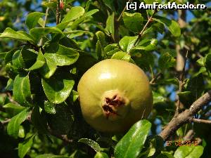 [P21] Rodii necoape in arbori de langa plaja din Limenas. Treci pe langa ei cum treci prin Bucuresti pe sub tei si plopi.  » foto by Un Turist Roman
 - 
<span class="allrVoted glyphicon glyphicon-heart hidden" id="av522625"></span>
<a class="m-l-10 hidden" id="sv522625" onclick="voting_Foto_DelVot(,522625,4460)" role="button">șterge vot <span class="glyphicon glyphicon-remove"></span></a>
<a id="v9522625" class=" c-red"  onclick="voting_Foto_SetVot(522625)" role="button"><span class="glyphicon glyphicon-heart-empty"></span> <b>LIKE</b> = Votează poza</a> <img class="hidden"  id="f522625W9" src="/imagini/loader.gif" border="0" /><span class="AjErrMes hidden" id="e522625ErM"></span>