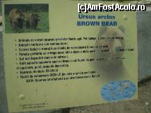 [P23] Ursul brun, câteva informaţii !!! » foto by RobertCodescu
 - 
<span class="allrVoted glyphicon glyphicon-heart hidden" id="av245273"></span>
<a class="m-l-10 hidden" id="sv245273" onclick="voting_Foto_DelVot(,245273,4463)" role="button">șterge vot <span class="glyphicon glyphicon-remove"></span></a>
<a id="v9245273" class=" c-red"  onclick="voting_Foto_SetVot(245273)" role="button"><span class="glyphicon glyphicon-heart-empty"></span> <b>LIKE</b> = Votează poza</a> <img class="hidden"  id="f245273W9" src="/imagini/loader.gif" border="0" /><span class="AjErrMes hidden" id="e245273ErM"></span>