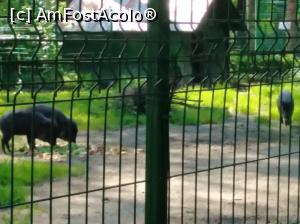 [P29] Zoo Ploiești, Bucov » foto by Mioritik
 - 
<span class="allrVoted glyphicon glyphicon-heart hidden" id="av1247811"></span>
<a class="m-l-10 hidden" id="sv1247811" onclick="voting_Foto_DelVot(,1247811,4463)" role="button">șterge vot <span class="glyphicon glyphicon-remove"></span></a>
<a id="v91247811" class=" c-red"  onclick="voting_Foto_SetVot(1247811)" role="button"><span class="glyphicon glyphicon-heart-empty"></span> <b>LIKE</b> = Votează poza</a> <img class="hidden"  id="f1247811W9" src="/imagini/loader.gif" border="0" /><span class="AjErrMes hidden" id="e1247811ErM"></span>