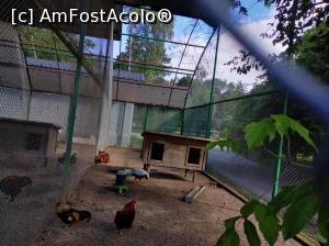 [P03] Zoo Ploiești, Bucov » foto by Mioritik
 - 
<span class="allrVoted glyphicon glyphicon-heart hidden" id="av1247785"></span>
<a class="m-l-10 hidden" id="sv1247785" onclick="voting_Foto_DelVot(,1247785,4463)" role="button">șterge vot <span class="glyphicon glyphicon-remove"></span></a>
<a id="v91247785" class=" c-red"  onclick="voting_Foto_SetVot(1247785)" role="button"><span class="glyphicon glyphicon-heart-empty"></span> <b>LIKE</b> = Votează poza</a> <img class="hidden"  id="f1247785W9" src="/imagini/loader.gif" border="0" /><span class="AjErrMes hidden" id="e1247785ErM"></span>