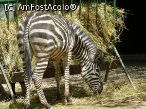 [P16] Zebra... cea originală.  » foto by tata123 🔱
 - 
<span class="allrVoted glyphicon glyphicon-heart hidden" id="av971936"></span>
<a class="m-l-10 hidden" id="sv971936" onclick="voting_Foto_DelVot(,971936,4463)" role="button">șterge vot <span class="glyphicon glyphicon-remove"></span></a>
<a id="v9971936" class=" c-red"  onclick="voting_Foto_SetVot(971936)" role="button"><span class="glyphicon glyphicon-heart-empty"></span> <b>LIKE</b> = Votează poza</a> <img class="hidden"  id="f971936W9" src="/imagini/loader.gif" border="0" /><span class="AjErrMes hidden" id="e971936ErM"></span>