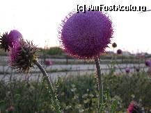 [P48]  -- <small>// FĂRĂ DESCRIERE</small> » foto by RUSTICCO
 - 
<span class="allrVoted glyphicon glyphicon-heart hidden" id="av279148"></span>
<a class="m-l-10 hidden" id="sv279148" onclick="voting_Foto_DelVot(,279148,4522)" role="button">șterge vot <span class="glyphicon glyphicon-remove"></span></a>
<a id="v9279148" class=" c-red"  onclick="voting_Foto_SetVot(279148)" role="button"><span class="glyphicon glyphicon-heart-empty"></span> <b>LIKE</b> = Votează poza</a> <img class="hidden"  id="f279148W9" src="/imagini/loader.gif" border="0" /><span class="AjErrMes hidden" id="e279148ErM"></span>