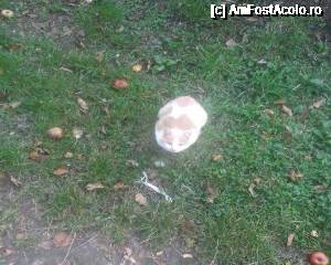 [P90] Ajunsi acasa suntem intampinati de pisicul nostru 'Mitica' » foto by DanielG&Family
 - 
<span class="allrVoted glyphicon glyphicon-heart hidden" id="av686718"></span>
<a class="m-l-10 hidden" id="sv686718" onclick="voting_Foto_DelVot(,686718,4549)" role="button">șterge vot <span class="glyphicon glyphicon-remove"></span></a>
<a id="v9686718" class=" c-red"  onclick="voting_Foto_SetVot(686718)" role="button"><span class="glyphicon glyphicon-heart-empty"></span> <b>LIKE</b> = Votează poza</a> <img class="hidden"  id="f686718W9" src="/imagini/loader.gif" border="0" /><span class="AjErrMes hidden" id="e686718ErM"></span>