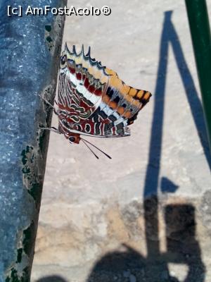 [P24]  -- <small>// FĂRĂ DESCRIERE</small> » foto by sindia*
 - 
<span class="allrVoted glyphicon glyphicon-heart hidden" id="av868924"></span>
<a class="m-l-10 hidden" id="sv868924" onclick="voting_Foto_DelVot(,868924,4570)" role="button">șterge vot <span class="glyphicon glyphicon-remove"></span></a>
<a id="v9868924" class=" c-red"  onclick="voting_Foto_SetVot(868924)" role="button"><span class="glyphicon glyphicon-heart-empty"></span> <b>LIKE</b> = Votează poza</a> <img class="hidden"  id="f868924W9" src="/imagini/loader.gif" border="0" /><span class="AjErrMes hidden" id="e868924ErM"></span>