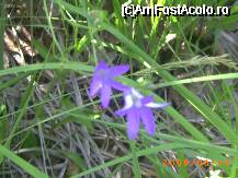 [P21] Clopotei de munte » foto by krondia*
 - 
<span class="allrVoted glyphicon glyphicon-heart hidden" id="av41624"></span>
<a class="m-l-10 hidden" id="sv41624" onclick="voting_Foto_DelVot(,41624,4571)" role="button">șterge vot <span class="glyphicon glyphicon-remove"></span></a>
<a id="v941624" class=" c-red"  onclick="voting_Foto_SetVot(41624)" role="button"><span class="glyphicon glyphicon-heart-empty"></span> <b>LIKE</b> = Votează poza</a> <img class="hidden"  id="f41624W9" src="/imagini/loader.gif" border="0" /><span class="AjErrMes hidden" id="e41624ErM"></span>