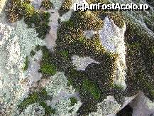 [P06] Microvegetatie saxicola (foto Neptunus) » foto by Neptunus
 - 
<span class="allrVoted glyphicon glyphicon-heart hidden" id="av321096"></span>
<a class="m-l-10 hidden" id="sv321096" onclick="voting_Foto_DelVot(,321096,4623)" role="button">șterge vot <span class="glyphicon glyphicon-remove"></span></a>
<a id="v9321096" class=" c-red"  onclick="voting_Foto_SetVot(321096)" role="button"><span class="glyphicon glyphicon-heart-empty"></span> <b>LIKE</b> = Votează poza</a> <img class="hidden"  id="f321096W9" src="/imagini/loader.gif" border="0" /><span class="AjErrMes hidden" id="e321096ErM"></span>