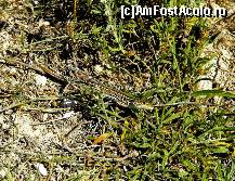 [P03] Sopirla Podarcis Tauricus.Hagieni,jud. Constanta » foto by sasrichard
 - 
<span class="allrVoted glyphicon glyphicon-heart hidden" id="av70510"></span>
<a class="m-l-10 hidden" id="sv70510" onclick="voting_Foto_DelVot(,70510,4623)" role="button">șterge vot <span class="glyphicon glyphicon-remove"></span></a>
<a id="v970510" class=" c-red"  onclick="voting_Foto_SetVot(70510)" role="button"><span class="glyphicon glyphicon-heart-empty"></span> <b>LIKE</b> = Votează poza</a> <img class="hidden"  id="f70510W9" src="/imagini/loader.gif" border="0" /><span class="AjErrMes hidden" id="e70510ErM"></span>